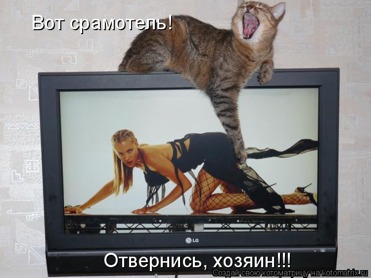 Вот срамотель! Отвернись, хозяин!!!... Котоматрица: Вот срамотель! Отвернись, хозяин!!!