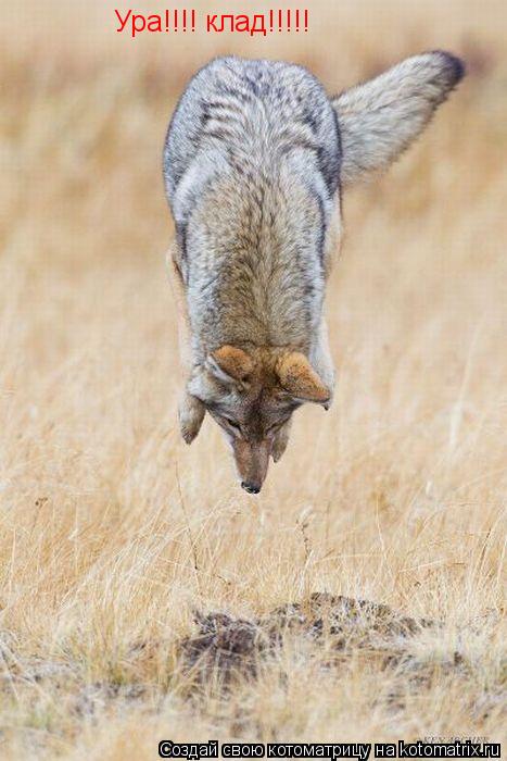 Ура!!!! клад!!!!!... Котоматрица: Ура!!!! клад!!!!!