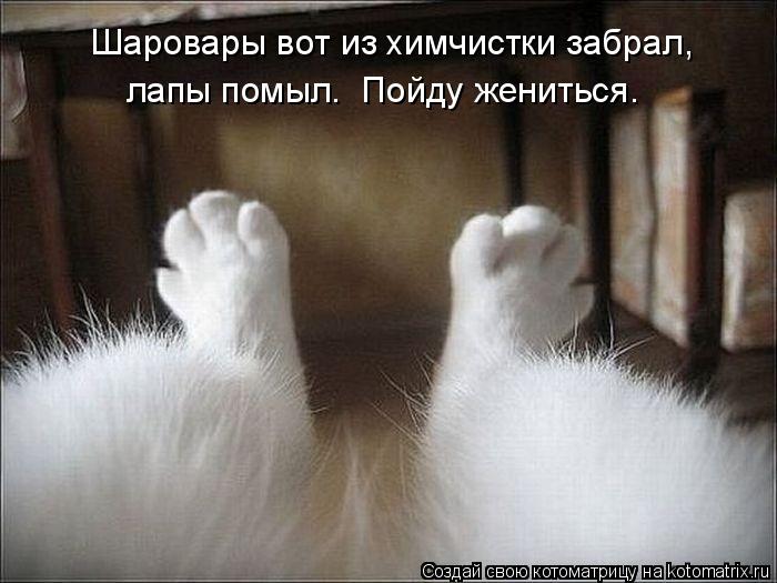 Шаровары вот из химчистки забрал, лапы помыл. Пойду жениться.... Котоматрица: Шаровары вот из химчистки забрал, лапы помыл. Пойду жениться.