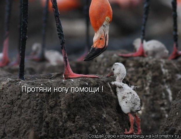 Протяни ногу помощи !... Котоматрица: Протяни ногу помощи !