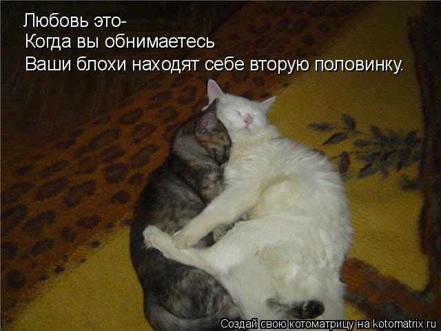 Любовь это- Когда вы обнимаетесь Ваши блохи находят себе вторую половинку.... Котоматрица: Любовь это- Когда вы обнимаетесь Ваши блохи находят себе вторую половинку.