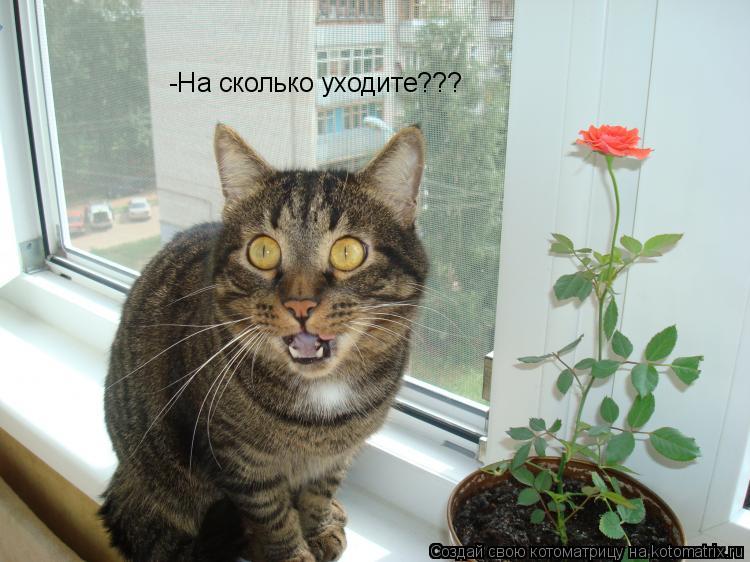 -На сколько уходите???... Котоматрица: -На сколько уходите???