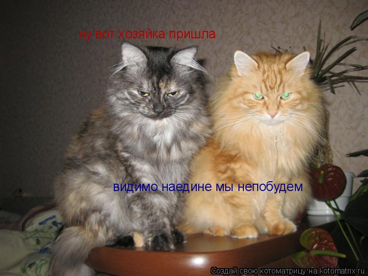 ну вот хозяйка пришла видимо наедине мы непобудем видимо наедине мы непобудем... Котоматрица: ну вот хозяйка пришла видимо наедине мы непобудем видимо наедине мы непобудем