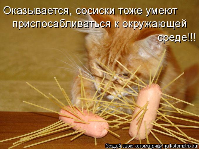 Котоматрица: Оказывается, сосиски тоже умеют приспосабливаться к окружающей  среде!!!