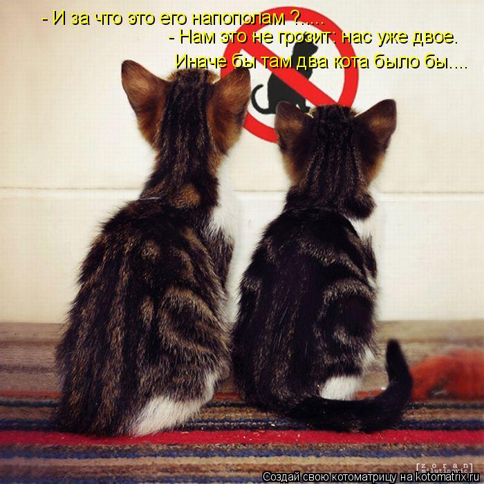 Котоматрица: - И за что это его напополам ?..... - Нам это не грозит: нас уже двое. Иначе бы там два кота было бы....