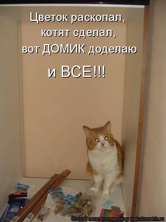 Котоматрица: Цветок раскопал, котят сделал, вот ДОМИК доделаю и ВСЕ!!!