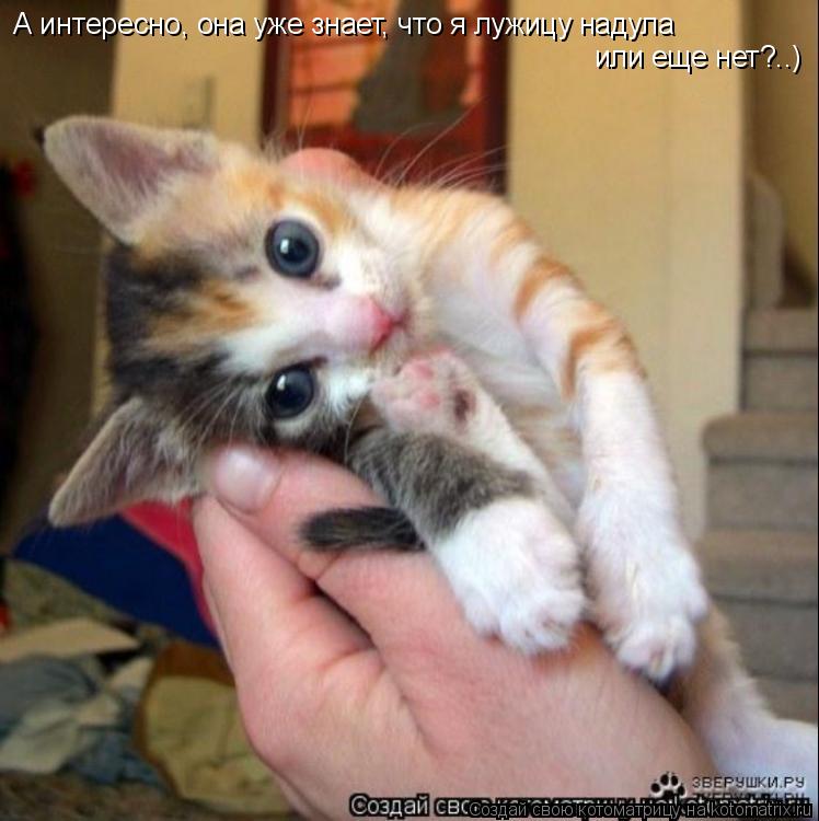 Котоматрица: А интересно, она уже знает, что я лужицу надула или еще нет?..)