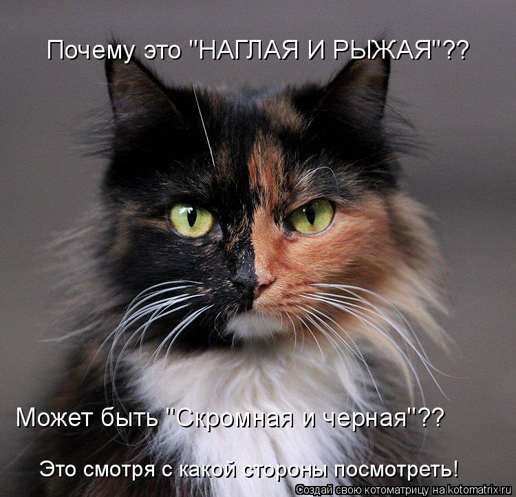 Котоматрица: Почему это "НАГЛАЯ И РЫЖАЯ"?? Может быть "Скромная и черная"?? Это смотря с какой стороны посмотреть!