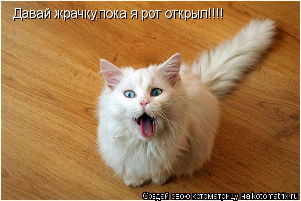 Котоматрица: Давай жрачку,пока я рот открыл!!!!