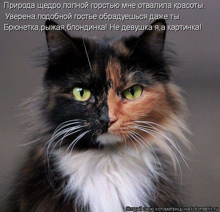 Природа щедро,полной горстью мне отвалила красоты. Уверена,подобной гостье обрадуешься даже ты. Брюне... Котоматрица: Природа щедро,полной горстью мне отвалила красоты. Уверена,подобной гостье обрадуешься даже ты. Брюнетка,рыжая,блондинка! Не девушка я,а ка