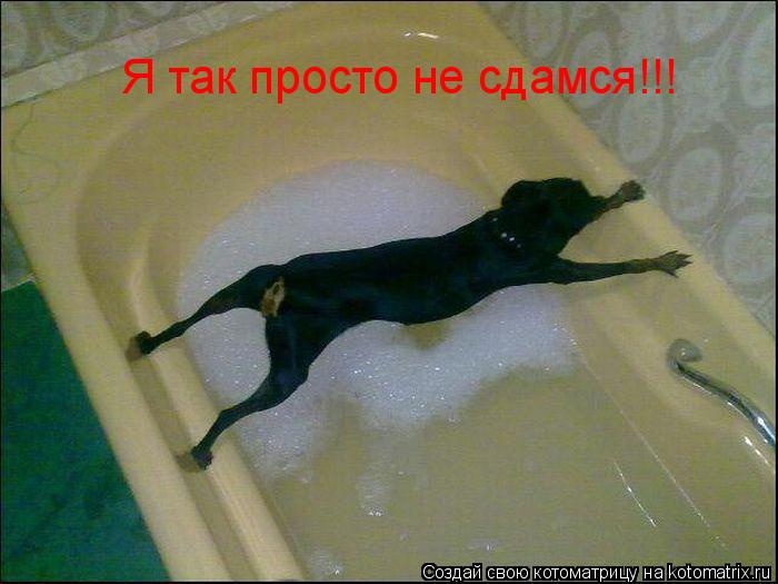 Я так просто не сдамся!!!... Котоматрица: Я так просто не сдамся!!!