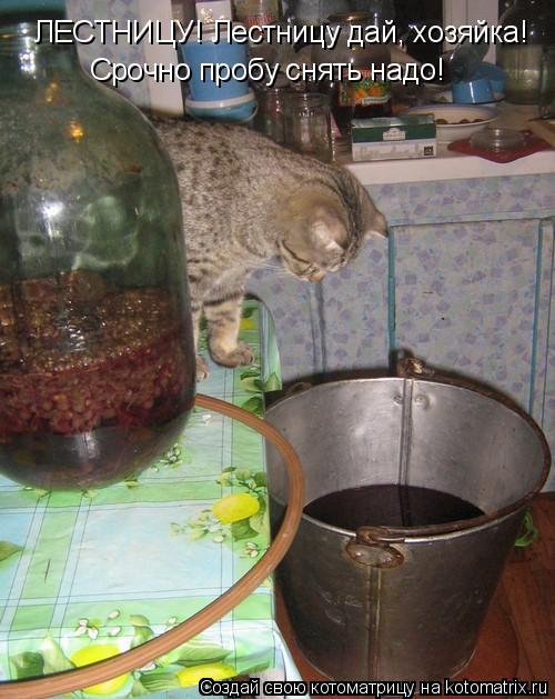 ЛЕСТНИЦУ! Лестницу дай, хозяйка! Срочно пробу снять надо!... Котоматрица: ЛЕСТНИЦУ! Лестницу дай, хозяйка! Срочно пробу снять надо!