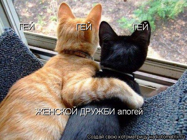 ГЕЙ ГЕЙ ГЕЙ ЖЕНСКОЙ ДРУЖБИ апогей... Котоматрица: ГЕЙ ГЕЙ ГЕЙ ЖЕНСКОЙ ДРУЖБИ апогей