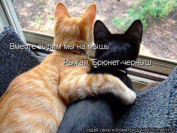 Вместе зырим мы на мышь Рыжая. Брюнет-черныш... Котоматрица: Вместе зырим мы на мышь Рыжая. Брюнет-черныш