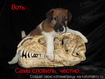 Воть... Самь словиль, честно...... Котоматрица: Воть... Самь словиль, честно...