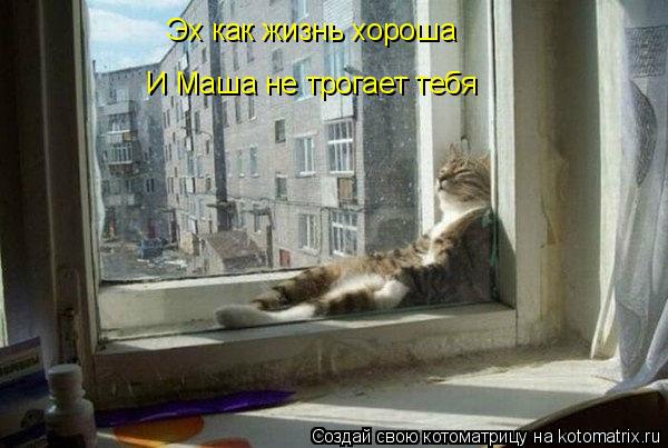 Котоматрица: Эх как жизнь хороша И Маша не трогает тебя
