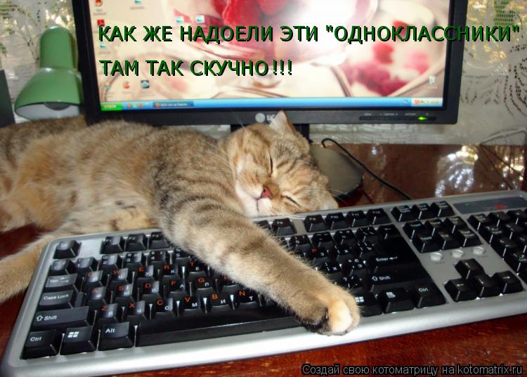 Котоматрица: КАК ЖЕ НАДОЕЛИ ЭТИ "ОДНОКЛАССНИКИ" ТАМ ТАК СКУЧНО !!!