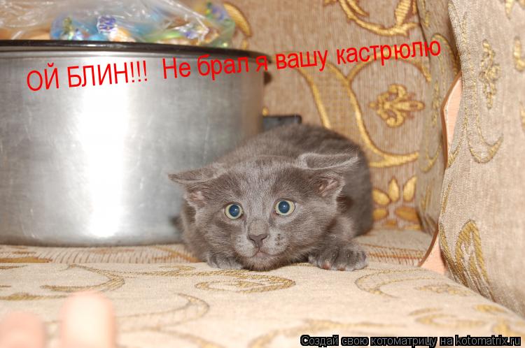 Котоматрица: ОЙ БЛИН!!!  Не брал я вашу кастрюлю
