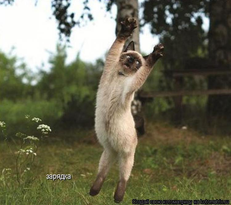 Котоматрица: зарядка