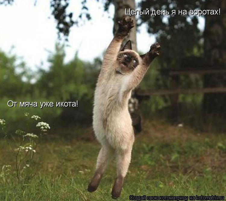 Котоматрица: Целый день я на воротах! От мяча уже икота!