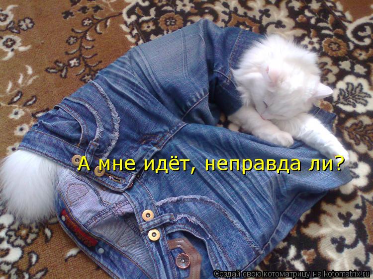 Котоматрица: А мне идёт, неправда ли?