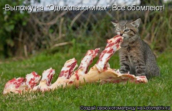 -Выложу на *Одноклассниках*.Все обомлеют!... Котоматрица: -Выложу на *Одноклассниках*.Все обомлеют!