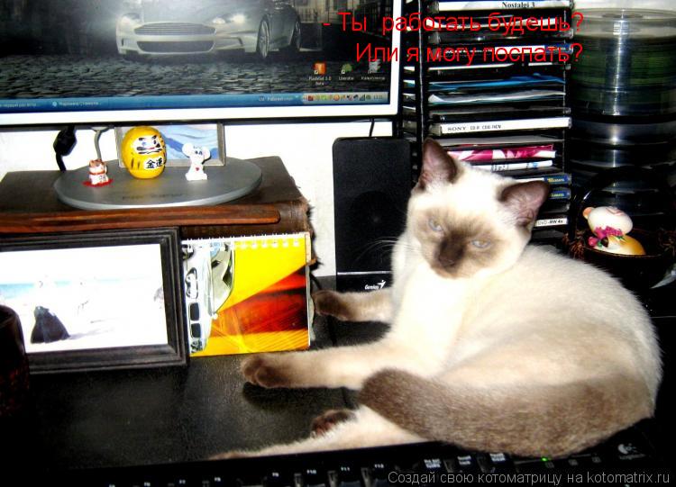 Котоматрица: - Ты  работать будешь?  Или я могу поспать?