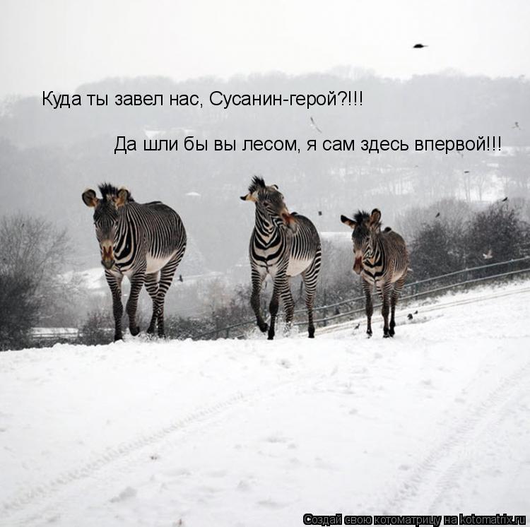 Котоматрица: Куда ты завел нас, Сусанин-герой?!!! Да шли бы вы лесом, я сам здесь впервой!!!