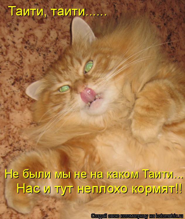 Котоматрица: Таити, таити...... Не были мы не на каком Таити... Нас и тут неплохо кормят!!