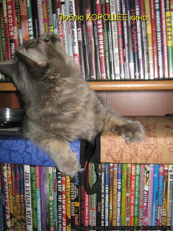 Котоматрица: Люблю ХОРОШЕЕ кино.