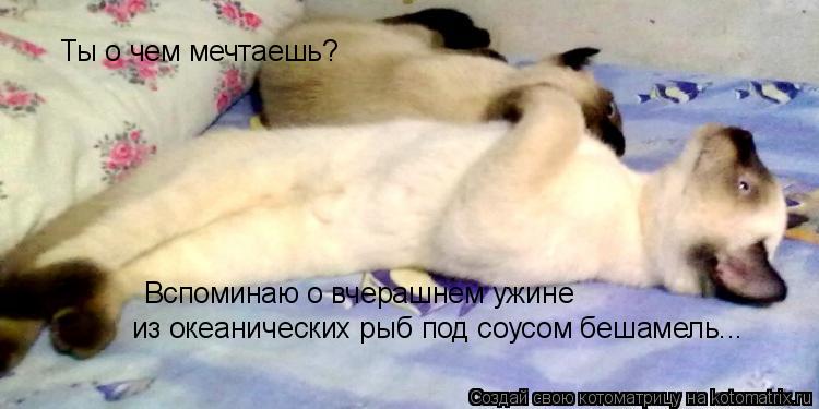 Котоматрица: Ты о чем мечтаешь? Вспоминаю о вчерашнем ужине  из океанических рыб под соусом бешамель...