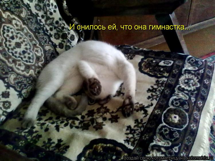 Котоматрица: И снилось ей, что она гимнастка...