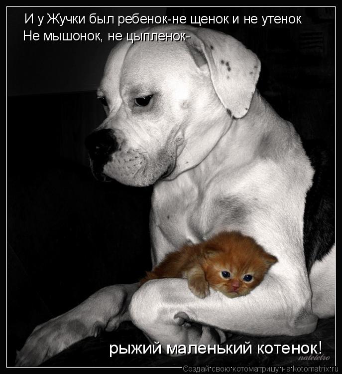 Котоматрица: И у Жучки был ребенок-не щенок и не утенок Не мышонок, не цыпленок- рыжий маленький котенок!