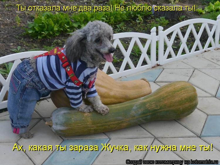 Котоматрица: Ты отказала мне два раза! Не люблю сказала ты! Ах, какая ты зараза Жучка, как нужна мне ты!