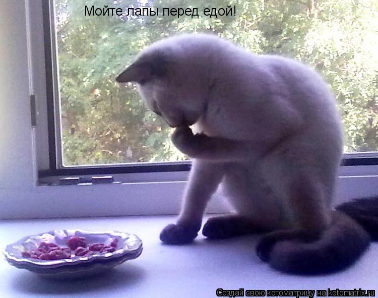 Котоматрица: Мойте лапы перед едой!