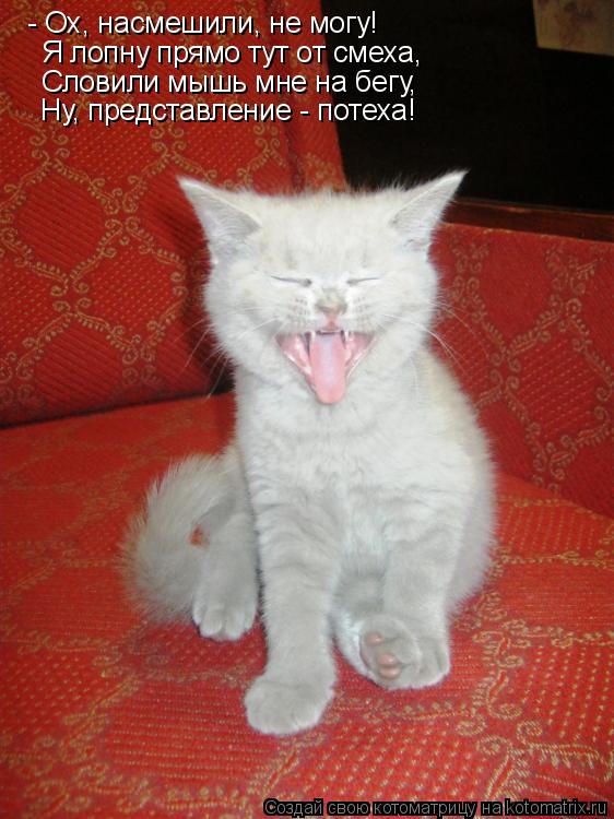 Котоматрица: - Ох, насмешили, не могу! Я лопну прямо тут от смеха, Словили мышь мне на бегу, Ну, представление - потеха!