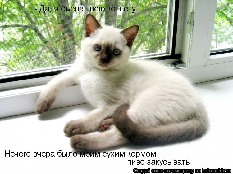 - Да, я съела твою котлету! Нечего вчера было моим сухим кормом пиво закусывать... Котоматрица: - Да, я съела твою котлету! Нечего вчера было моим сухим кормом пиво закусывать