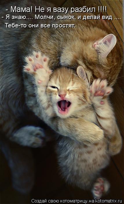 Котоматрица: - Мама! Не я вазу разбил !!!! Тебе-то они все простят. - Я знаю.... Молчи, сынок, и делай вид ....