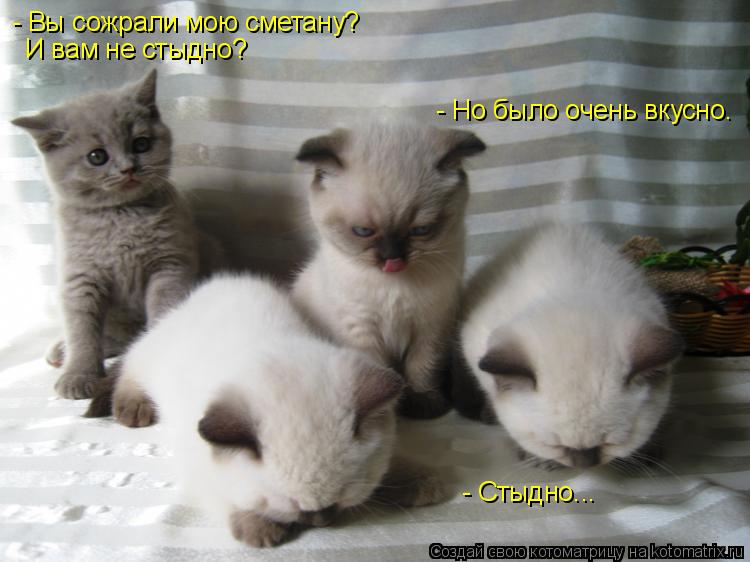 - Вы сожрали мою сметану? И вам не стыдно? - Стыдно... - Но было очень вкусно.... Котоматрица: - Вы сожрали мою сметану? И вам не стыдно? - Стыдно... - Но было очень вкусно.