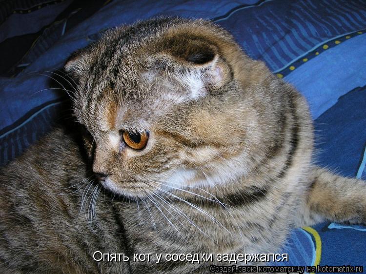 Котоматрица: Опять кот у соседки задержался