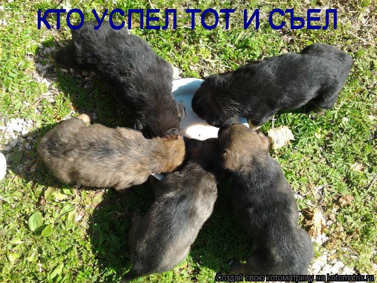 Котоматрица: КТО УСПЕЛ ТОТ И СЪЕЛ КТО УСПЕЛ ТОТ И СЪЕЛ КТО УСПЕЛ ТОТ И СЪЕЛ