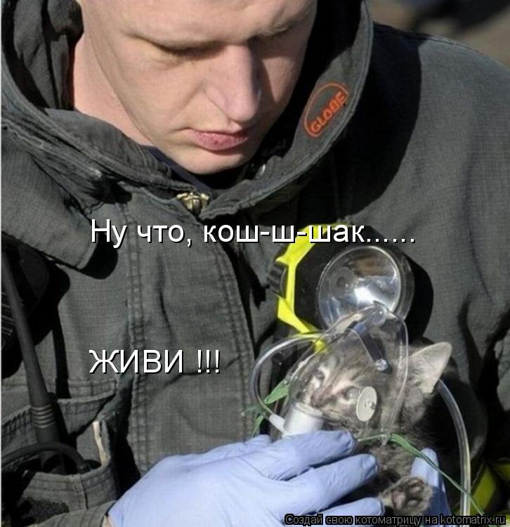 Ну что, кош-ш-шак...... ЖИВИ !!!... Котоматрица: Ну что, кош-ш-шак...... ЖИВИ !!!