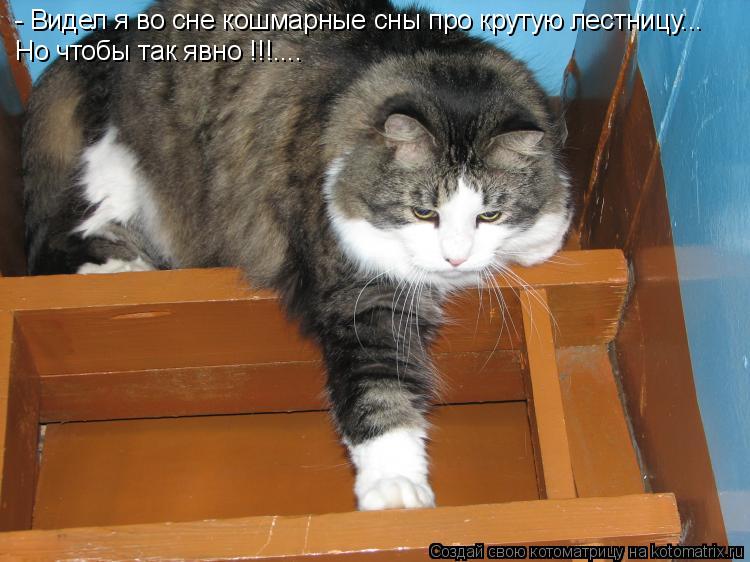 Котоматрица: - Видел я во сне кошмарные сны про крутую лестницу... Но чтобы так явно !!!....