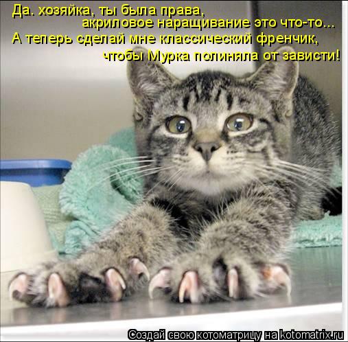 Котоматрица: Да. хозяйка, ты была права,  акриловое наращивание это что-то... А теперь сделай мне классический френчик, чтобы Мурка полиняла от зависти!