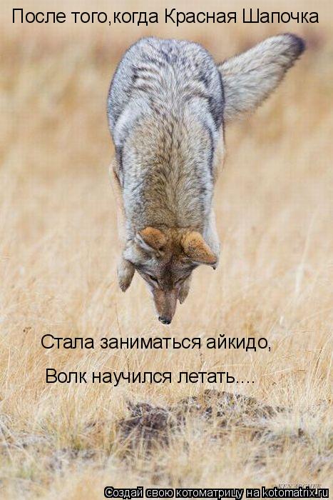 Котоматрица: После того,когда Красная Шапочка   Стала заниматься айкидо, Волк научился летать....