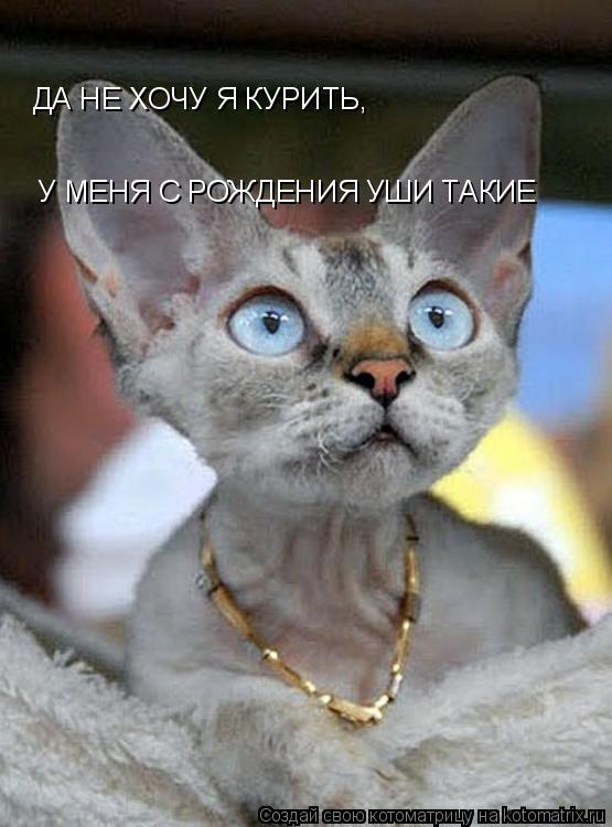 Котоматрица: ДА НЕ ХОЧУ Я КУРИТЬ,   У МЕНЯ С РОЖДЕНИЯ УШИ ТАКИЕ