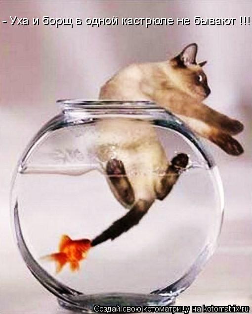 Котоматрица: - Уха и борщ в одной кастрюле не бывают !!!