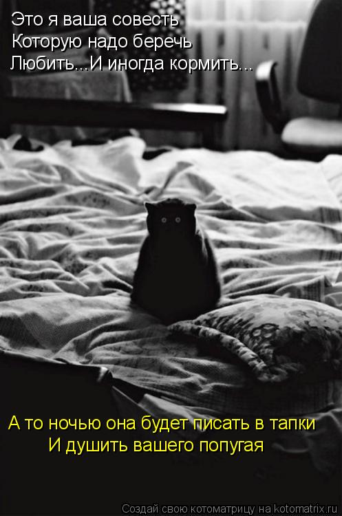 Котоматрица: Это я ваша совесть Которую надо беречь Любить...И иногда кормить... А то ночью она будет писать в тапки И душить вашего попугая