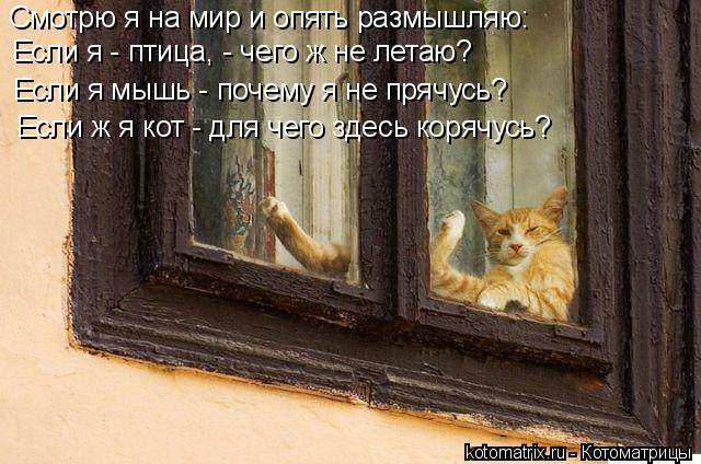 Котоматрица: Смотрю я на мир и опять размышляю: Если я - птица, - чего ж не летаю? Если я мышь - почему я не прячусь? Если ж я кот - для чего здесь корячусь?