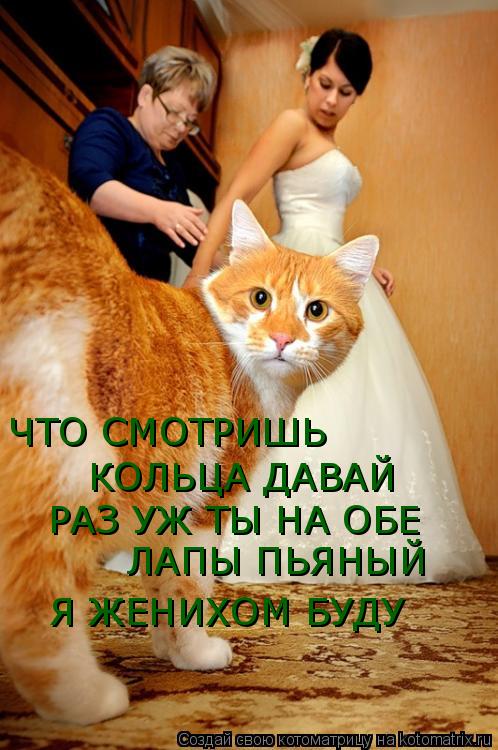 Котоматрица: ЧТО СМОТРИШЬ КОЛЬЦА ДАВАЙ РАЗ УЖ ТЫ НА ОБЕ  ЛАПЫ ПЬЯНЫЙ Я ЖЕНИХОМ БУДУ